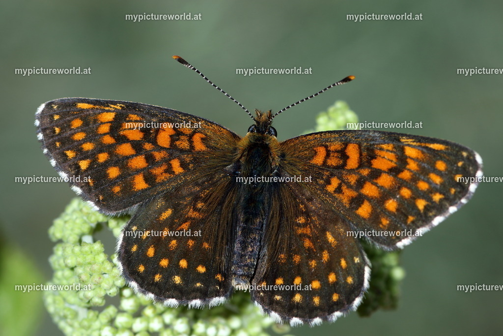 Melitaea diamina-021 | Das Bilderarchiv über Tiere, Planzen und Landschaften. In der Bilddatenbank finden Sie ein große Auswahl an hochwertigen Bilder für Ihre Werbung - Realisiert mit Pictrs.com