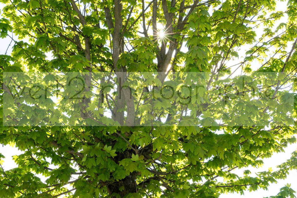 Rennsteiglauf 2019 | Marathon Neuhaus/Rwg. - Schmiedefeld am 18. Mai 2019