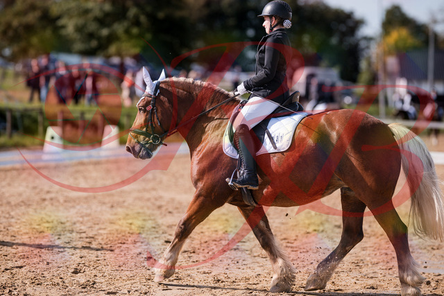 2026_10_03_Siefer-Hof_130215_Z81_55707711 | Professionelle Reitsport-, Turnier- und Eventfotografie von Robert Broda. Galerien mit ausgewählten und bearbeiteten Bildern direkt online ansehen und bestellen.