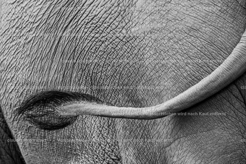 DSC_4436 | 11.05.2022; Inland; Zuerich - Zoo Zuerich;
Ein Asiatischer Elefant im Kaeng Krachan Elefantenpark des Zoos Zürich
(Claudia Minder/claudia-fotografiert)
