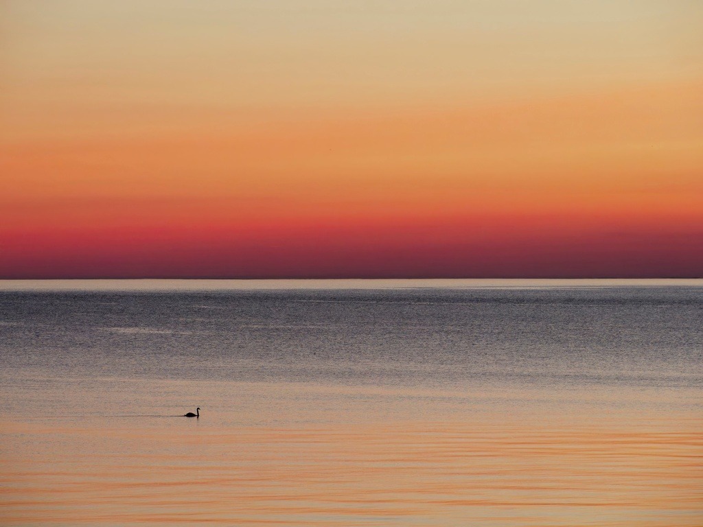 Schwan im Abendlicht | Ein einzelner Schwan schwimmt weit entfernt auf orangefarbener See im Abendlicht - Realisiert mit Pictrs.com