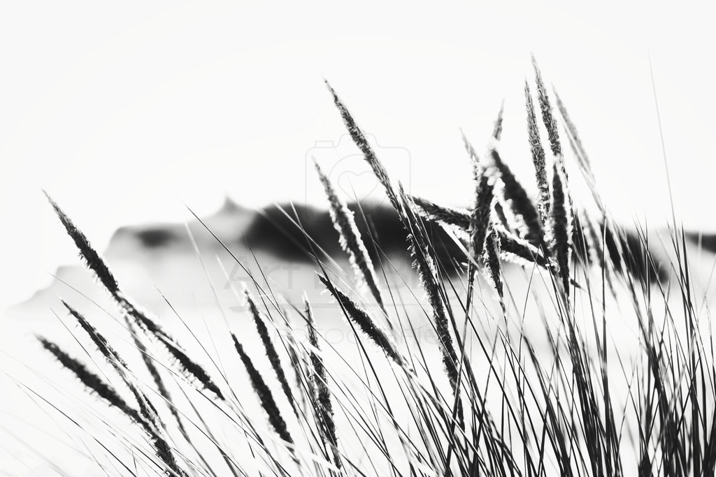 Dünengras | Art by Birgit Fotografie - Realisiert mit Pictrs.com