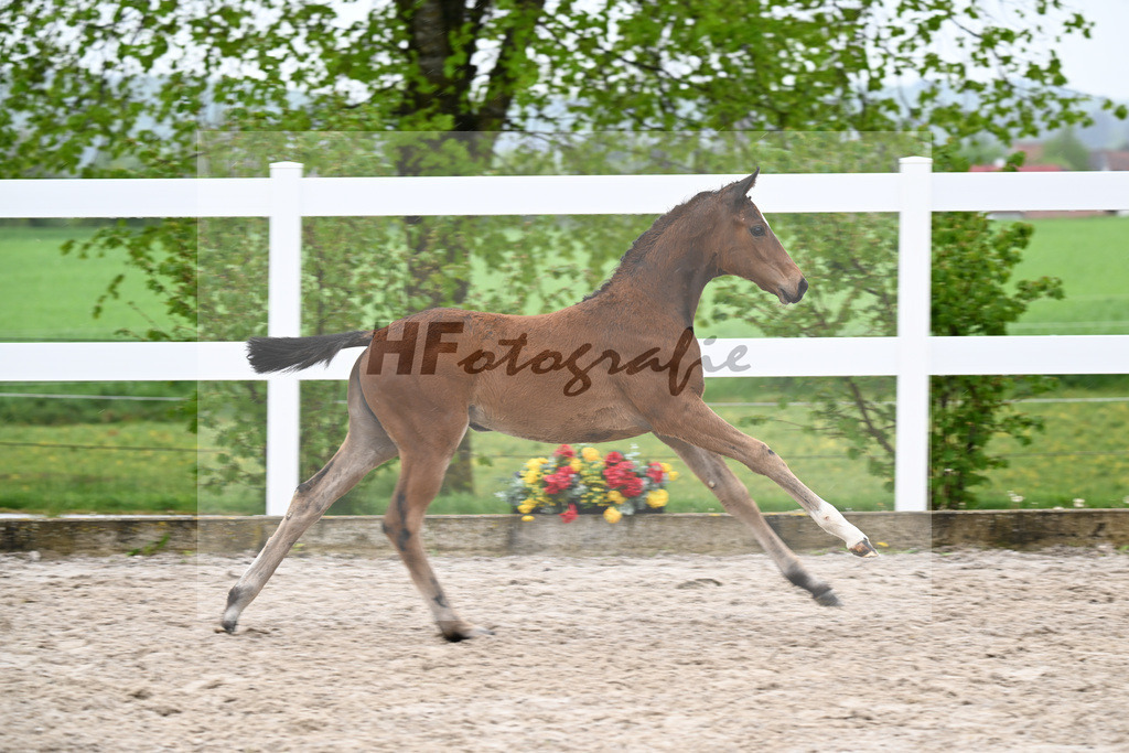 Kat-Nr. 52 SF Lindenberg x Finnigan_Wiedemann_23261406 | hf-fotografie - Realisiert mit Pictrs.com