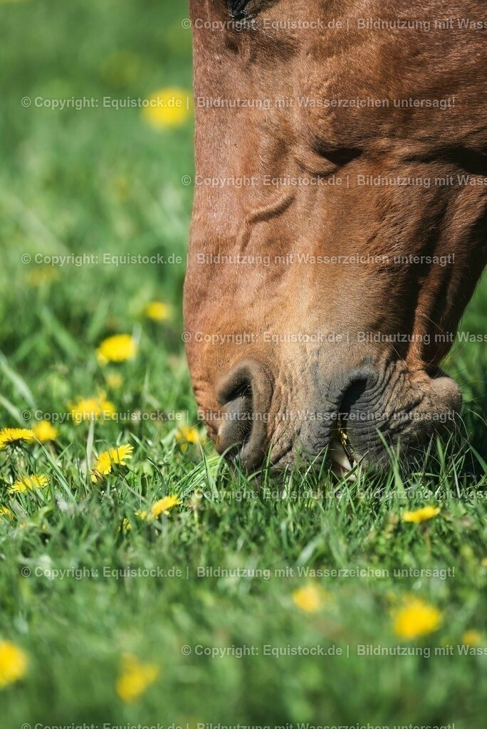20210426_Pferd-auf-Koppel_0128 | equistock