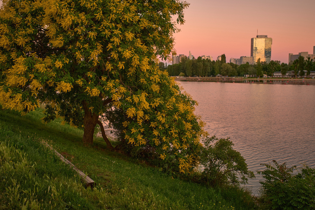 Abendlicht an der Alten Donau | Wien, Austria - June 29, 2020: Abendlicht an der Oberen Alten Donau mit Blick auf die Donaustadt, im Vordergrund eine gelb blühenden Blasenesche. - Realisiert mit Pictrs.com