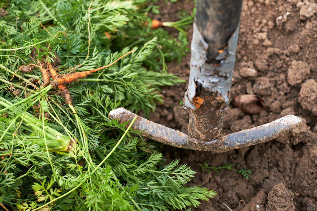 Spaten im Gemüsebeet mit kleinen Karotten | Austria - October 31, 2021: Spaten im Gemüsebeet mit kleinen Karotten. - Realisiert mit Pictrs.com