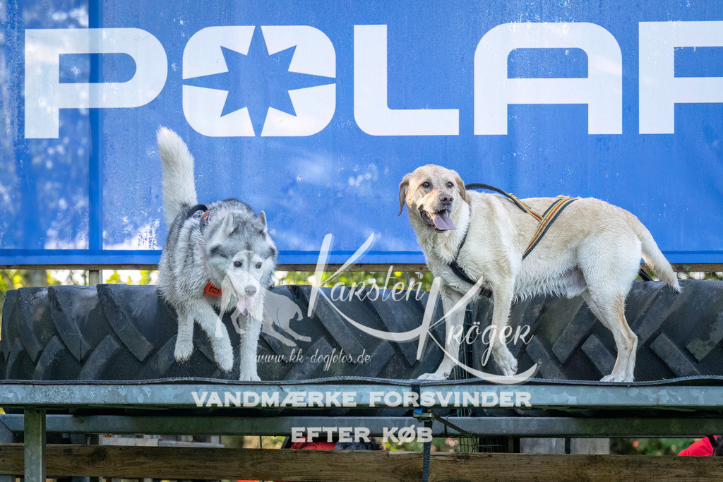 1016--2 | kk-dogfotos