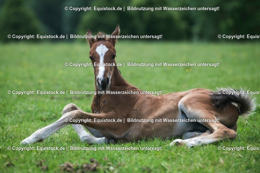 20210617_Fohlen_0316 | Foto: Thomas Hartig