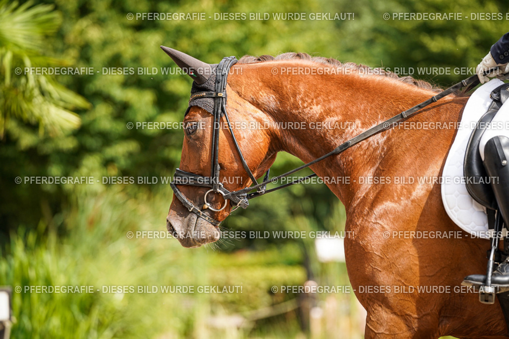 DSC07606 | Pferdegrafie