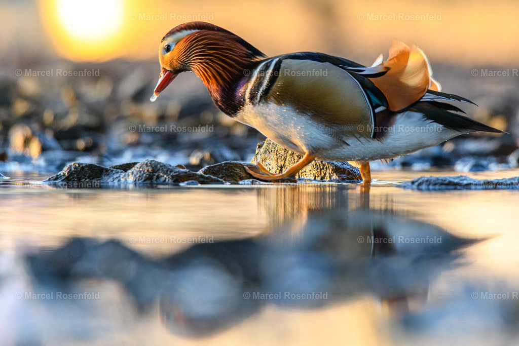 _DSC4187 | foto-rosenfeld