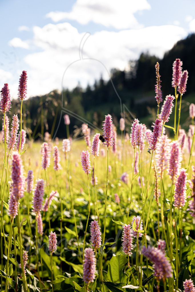 Hummel auf Wiesenknöterich | Bei Veröffentlichung des Bildes ist eine Namensnennung wie folgt erforderlich: 
Foto: Mostdirn Irmgard Wieser - Realisiert mit Pictrs.com