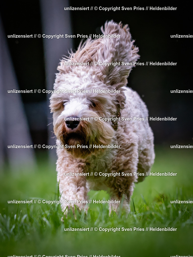 Sven Pries | 2024-10-19 - Hunderennen Ober-Grombach - Realisiert mit Pictrs.com