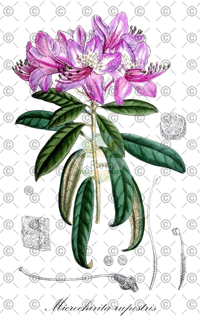 HistAbb_wfo-0000375024_1_ENZY_Simple | Historische Abbildung von Microchirita rupestris - Gesneriaceae | Historical Illustration of Microchirita rupestris - Gesneriaceae