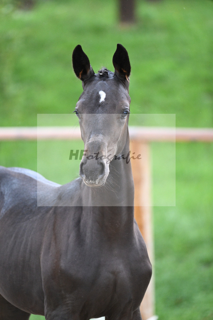 Kat-Nr. 13 SF Donier_Schlosser_25230231 | hf-fotografie - Realizzato con Pictrs.com