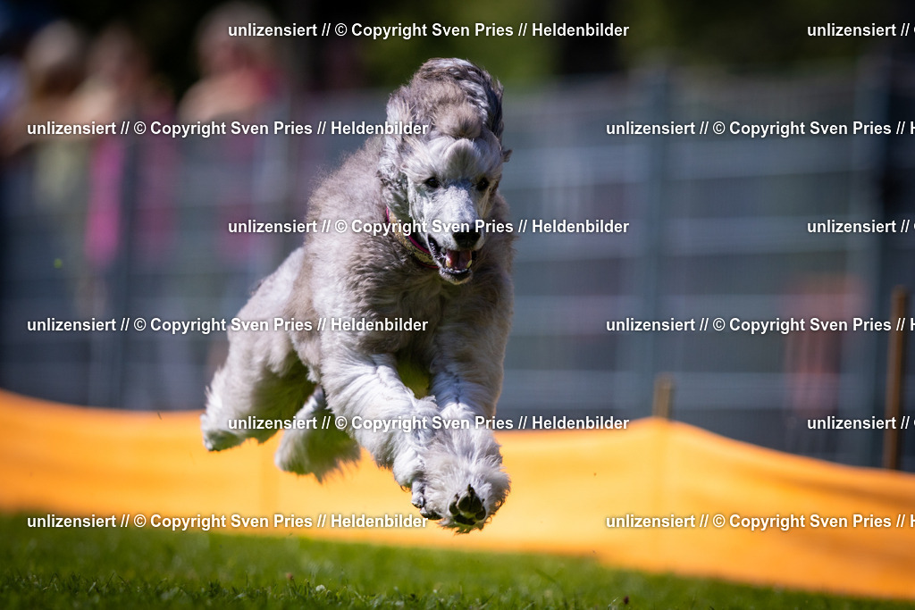 Sven Pries | 2025-08-10 - Hunderennen Durlach - Realisiert mit Pictrs.com