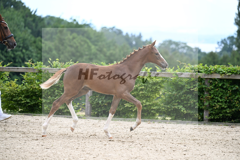 Kat-Nr. 3 Bastiano x Danone I_SF_Moser u Schuhmann_14250073 | hf-fotografie - Realizzato con Pictrs.com