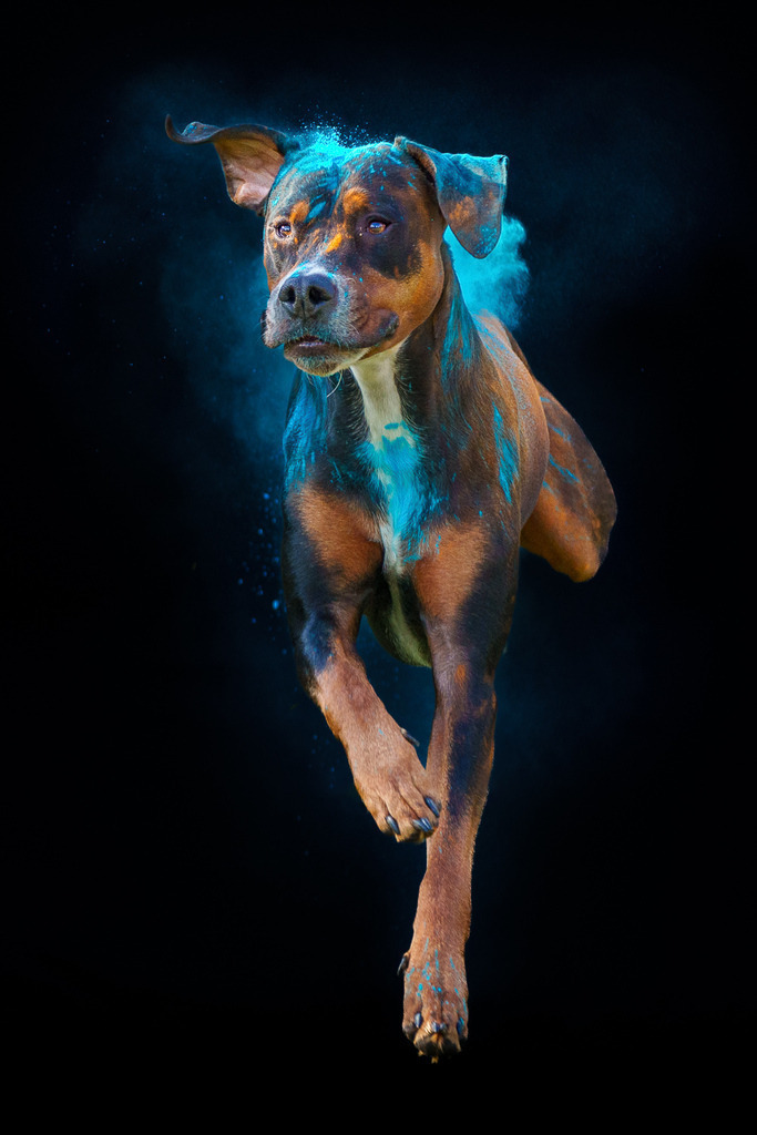 allesWIRTHgut Tierfotografie - 7IV00723-Bearbeitet-2 | Professionelle Tierfotografie in Mönchengladbach von Daniel Wirth (allesWIRTHgut). Liebevolle & natürliche Bilder von Hunden & Katzen für unvergessliche Erinnerungen.