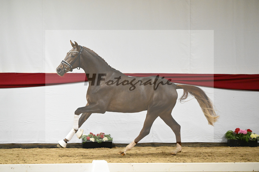 Kat-Nr. 6 v. Vitalis_Beckmann_63220188 | hf-fotografie - Realizzato con Pictrs.com