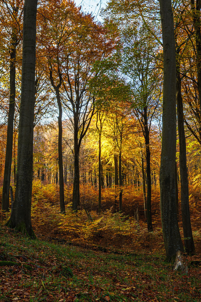 Bäume im Herbst im Nationalpark Jasmund auf der Insel Rügen | Bäume im Herbst im Nationalpark Jasmund auf der Insel Rügen.