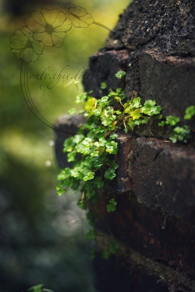 Steinmauer mit Zimbelkraut  | only.this.little.world - Realisiert mit Pictrs.com