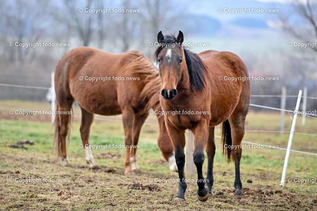 Pferde_ 29.12.2024-21 | 29.12.2024, Rajec, SVK, Themenbild, Pferde, im Bild Pferd, Pferde, Stute, Hengst, Fohlen, Quarter Horse, Ranch, Weide, Hof, Wiese, Stall, Nutztier, Tier