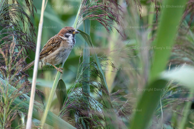 2022146 | Tierfotografie, Tierkalender, Tierbilder, Insekten, Spinnen, Vögel, Schmetterling, Libellen, Leinwand, Colorkey, Qualität, Geschenkartikel, Geschenk - Realisiert mit Pictrs.com