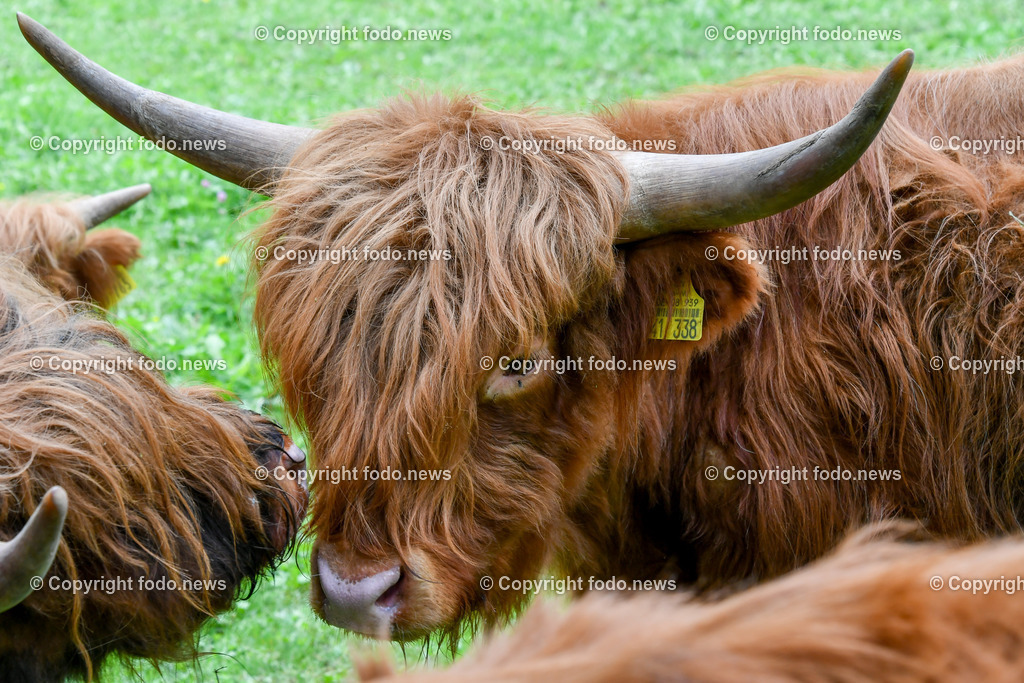 Deutschland_ Baden-Wuerttemberg_ Uhingen_ 27.08.2025-6 | 27.08.2025, Deutschland, GER, Baden-Wuerttemberg, Uhingen im Bild Themenbild, Hochlandrinder, Weidehaltung, robuste Rinderrasse, Naturlandschaft, tiergerechte Haltung, Weidetiere, Landwirtschaft, Weide, Wiese, grasen, nachhaltige Tierzucht, Horntraeger, Biolandwirtschaft, regionale Fleischproduktion, extensiv gehalten, Naturpflege, Landschaftsschutz, tierische Idylle, grasende Rinder, artgerechte Haltung, Stier, Kuh, Kalb, Nassach, Feature, Symbolbild
