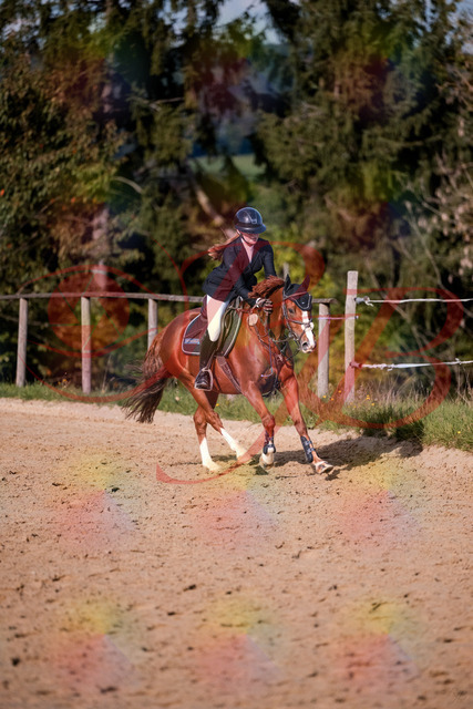 2026_10_03_Siefer-Hof_155828_Z81_78531919 | Professionelle Reitsport-, Turnier- und Eventfotografie von Robert Broda. Galerien mit ausgewählten und bearbeiteten Bildern direkt online ansehen und bestellen.