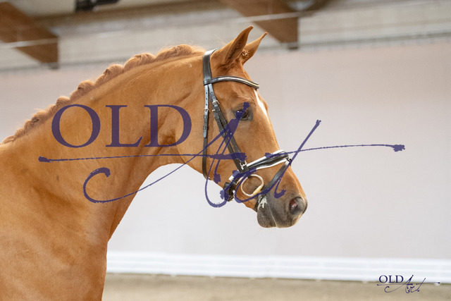 For Romance I _ Quaterback - Samba Hit I 132 DE433332044521 DSC_0069_s | <meta name="description" content="★Offizieller Merchandise und Foto-/Videostore des Oldenburger Verbandes.★ ✅Jetzt auch digital Ausdrucke erhältlich." />
<meta name="keywords" content="Merchandise Foto-/Videostore Oldenburger Verband Photographie 