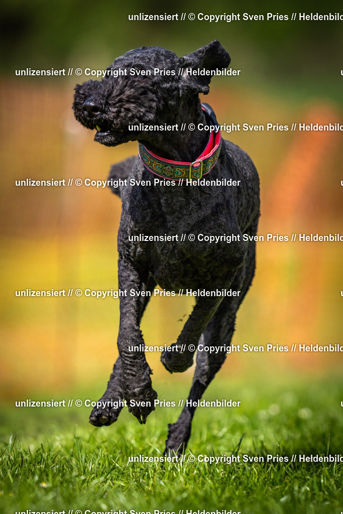 Sven Pries | 2025-04-13 - Hunderennen Baden-Baden - Realisiert mit Pictrs.com