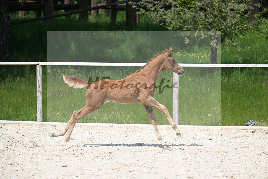 Feliciano x Don Primero_HF_Schuster_10250712 | hf-fotografie - Realisiert mit Pictrs.com