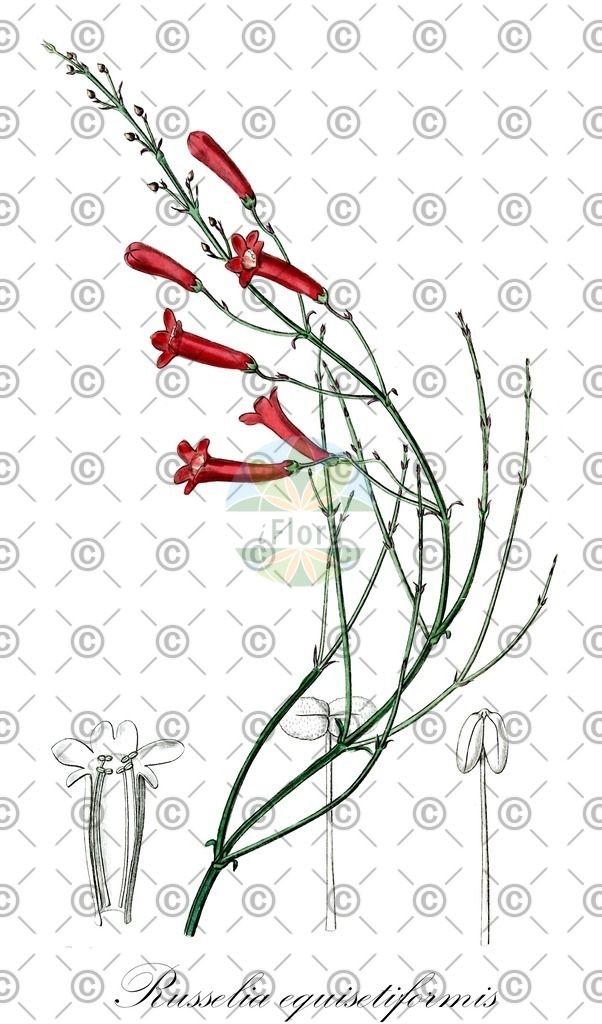 HistAbb_wfo-0000077320_1_ENZY_Simple | Historische Abbildung von Russelia equisetiformis - Plantaginaceae | Historical Illustration of Russelia equisetiformis - Plantaginaceae (coral plant;firecracker plant)