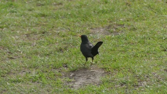 amsel-pausiert-bei-futtersuche | Verkauf von Fotos und  Videoclips zumThema Natur.Motive sind Pflanzen, Tiere, Landschaftenund Wetter - Realisiert mit Pictrs.com