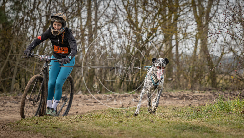 Pfotenfotografie_DV3A9213 | Hundefotografie, Tierfotograf, Pfotenfotografie, Fotoshooting Hund, Hunde Portrait, Hundesport, Hundeportraits, Heideshooting, Hunde, Sportfotograf, Hundefotograf, Turnierhundsport, THS,  - Realisiert mit Pictrs.com