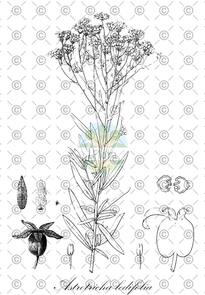 HistAbb_wfo-0000555130_1_ENZY_Simple | Historische Abbildung von Astrotricha ledifolia - Araliaceae | Historical Illustration of Astrotricha ledifolia - Araliaceae