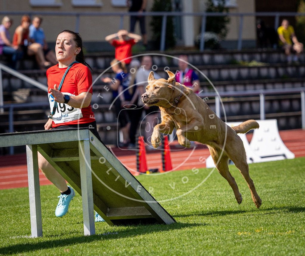 Pfotenfotografie_DV3A0667 | Hundefotografie, Tierfotograf, Pfotenfotografie, Fotoshooting Hund, Hunde Portrait, Hundesport, Hundeportraits, Heideshooting, Hunde, Sportfotograf, Hundefotograf, Turnierhundsport, THS,  - Realisiert mit Pictrs.com