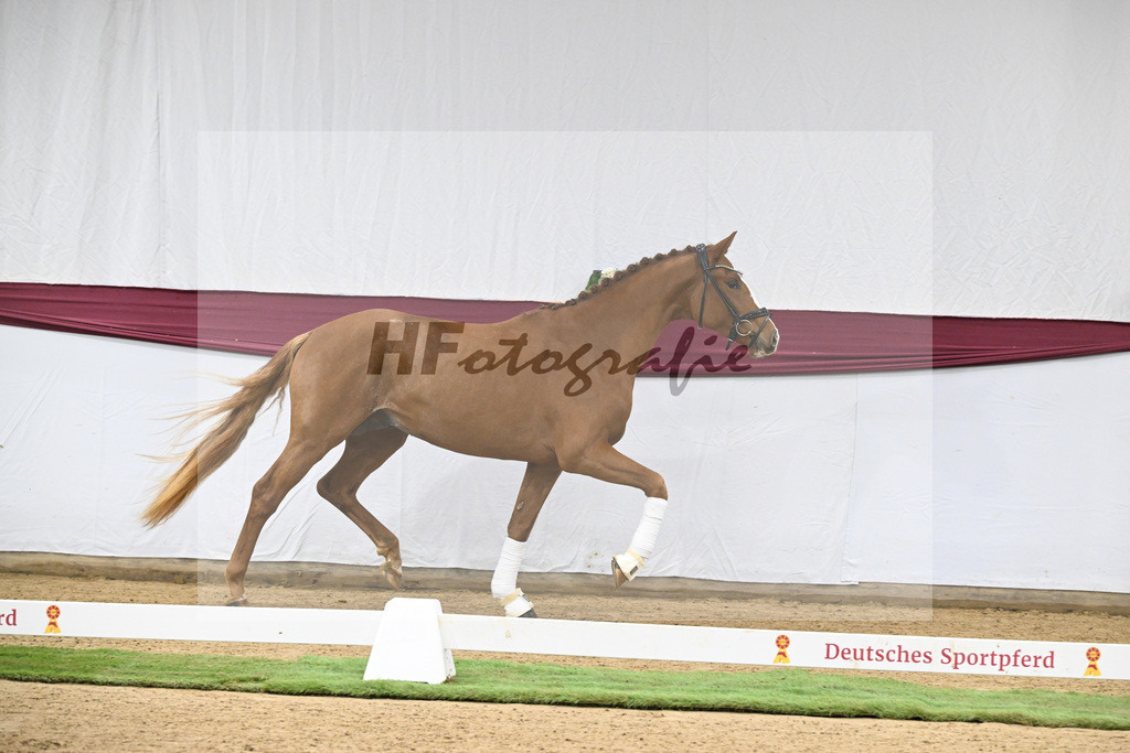 Kat-Nr. 119 Iron x Quaterback_Jakob u Martina Reglauer_47253986 | hf-fotografie - Realisiert mit Pictrs.com