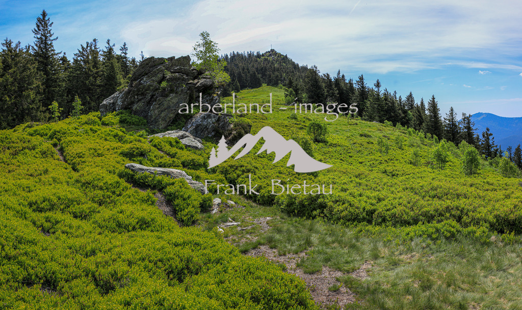 OE7A6453-Pano | Die Osserwiese und der Gipfel des kleinen Osser. Der Osser ist wegen seines alpinen Charakters einer der schönsten Berge des Bayerischen Waldes.  Die beiden Gipfel (Gr0ßer Osser - 1.293 Meter und Kleiner Osser - 1.266 Meter) prägen die Kulisse des Lamer Winkels.