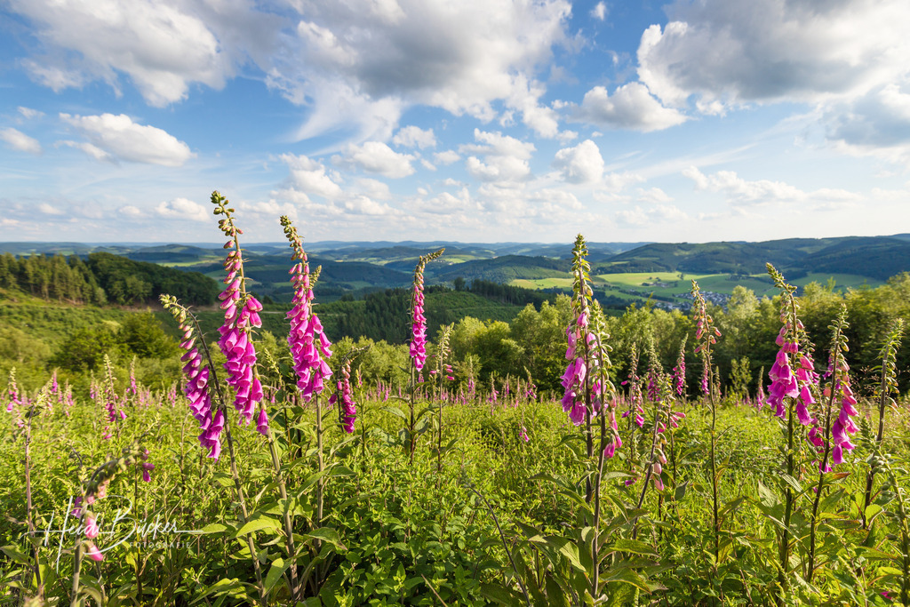 Blühender Fingerhut auf der Markshöhe | Blühender Fingerhut auf der Markshöe bei Wenholthausen im Sauerland - Realisiert mit Pictrs.com