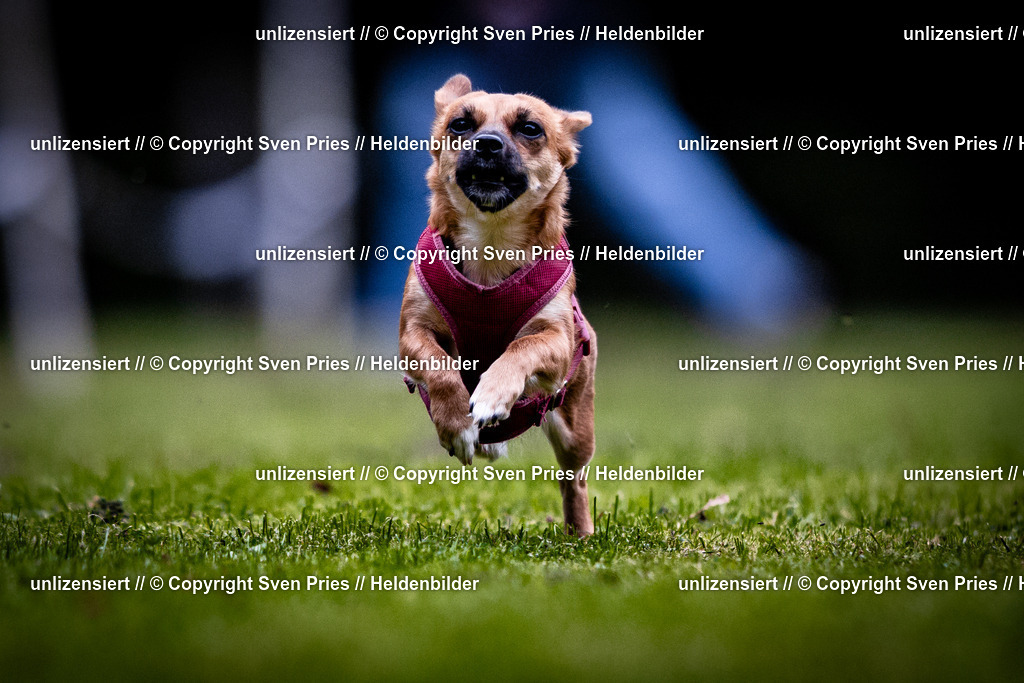 Sven Pries | 2025-10-03 - Hunderennen Obergrombach - Realisiert mit Pictrs.com