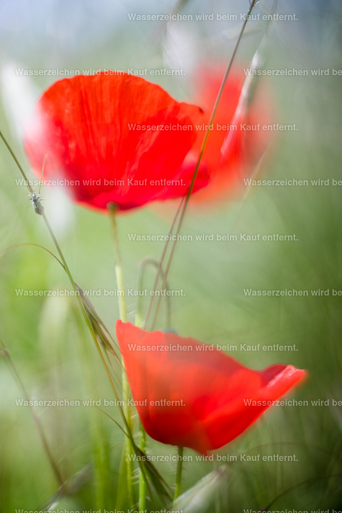 Grazie und Leichtigkeit | Die Botschaft zum Bild lautet: Wie kannst du in deinem Leben mit so vielem, was dich umgibt, die Leichtigkeit finden? Die Grazie finden? Einmal, in dem du dich dafür entscheidest und in dem du Energien nutzt, die dich dabei unterstützten. Was macht dich schwer? Das lasse los. Gehe mit Grazie durch dein Leben.