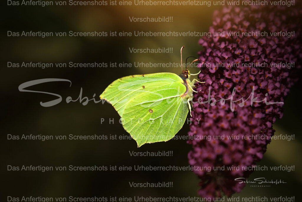 Wandbild Schmetterling "Zitronenfalter" | People- und Tierfotografie, Imageaufnahmen, Veranstaltungsfotografie und Wandbilder aus der Natur ★ Made in Germany ✔️ Druck + Downloads ✔️ Naturfotografie in Top Qualität ★ schneller Versand, weltweite Lieferung! - Realisiert mit Pictrs.com