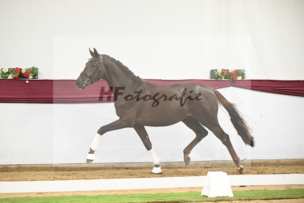 Kat-Nr. 108 Viva Gold x Floricello_Oliver Schmoee_47253464 | hf-fotografie - Realisiert mit Pictrs.com