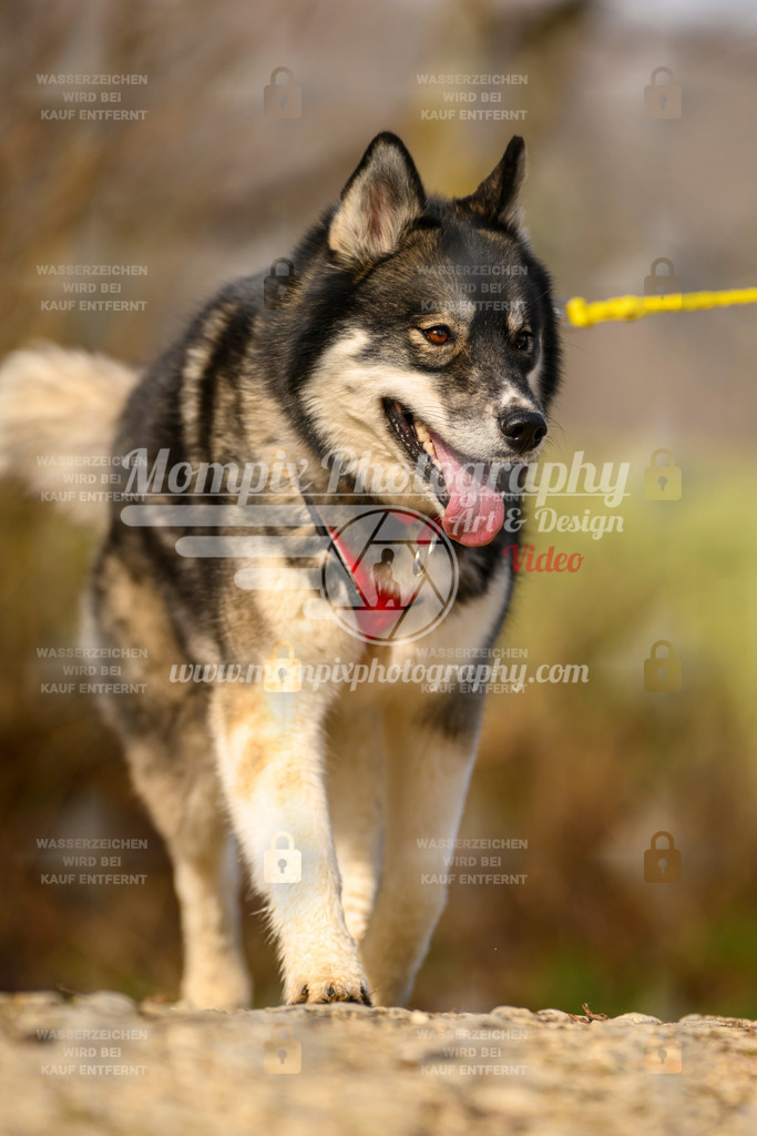 MompixPhotography_6ReiatRennen2026_SA_HappyDog-33 | PayLife