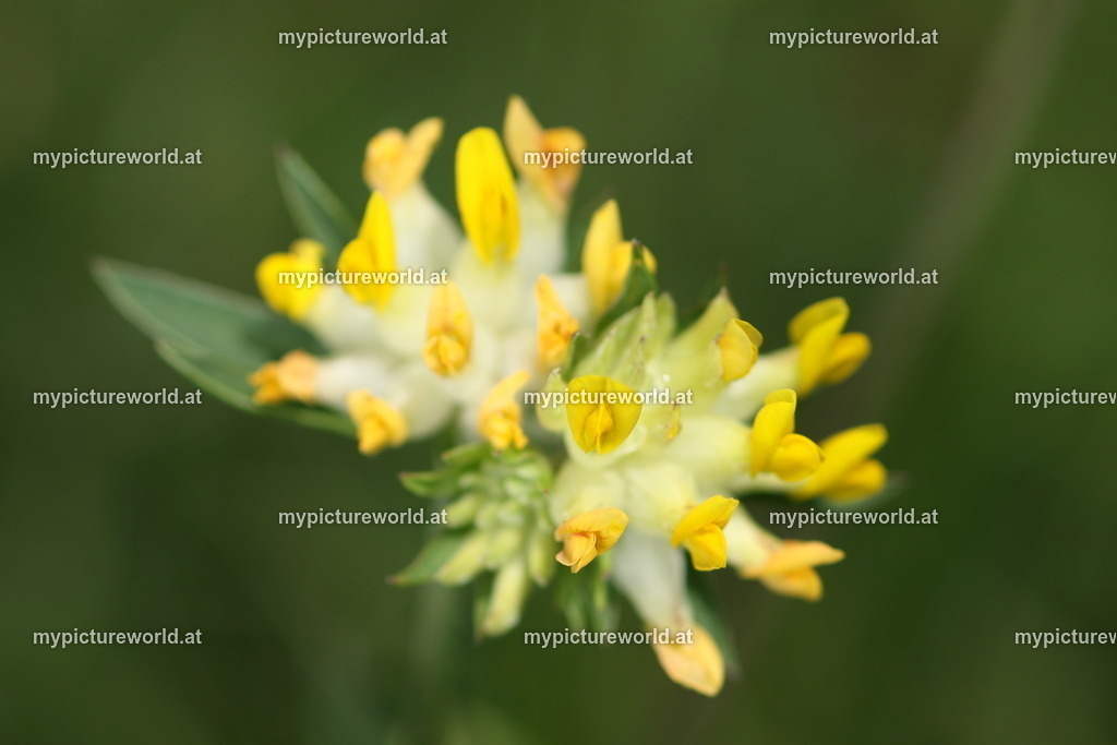 Echter Wundklee-002 | Das Bilderarchiv über Tiere, Planzen und Landschaften. In der Bilddatenbank finden Sie ein große Auswahl an hochwertigen Bilder für Ihre Werbung - Realisiert mit Pictrs.com