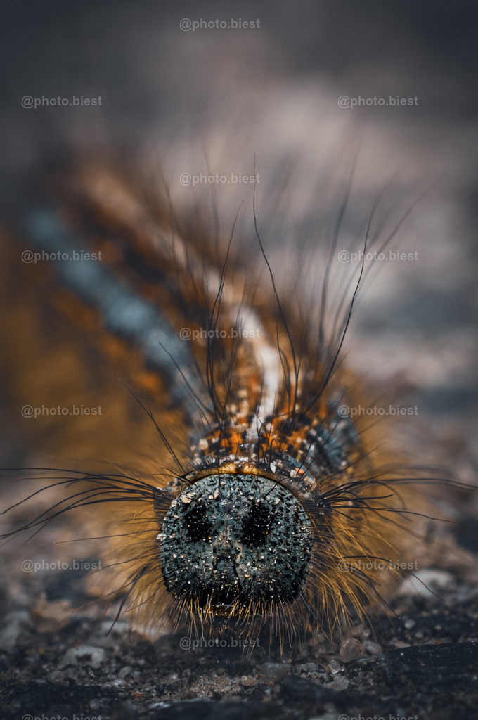 Voodooraupe | Eine "stachelige" Raupe des Ringelspinners. - Realisiert mit Pictrs.com