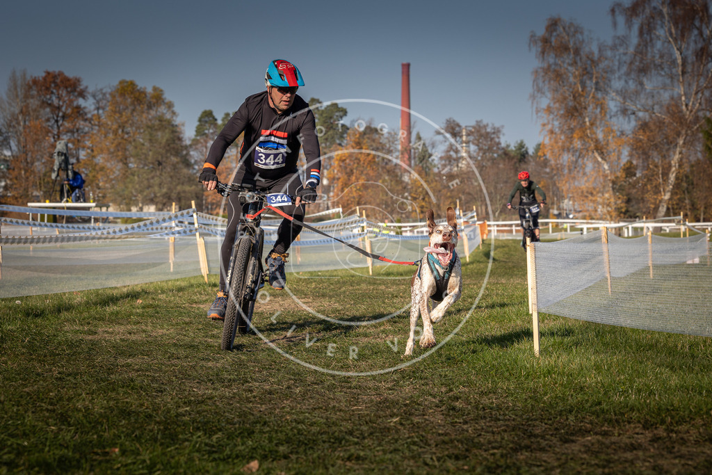 CaniXpix_0L8A7975 | Hundefotografie, Tierfotograf, Pfotenfotografie, Fotoshooting Hund, Hunde Portrait, Hundesport, Hundeportraits, Heideshooting, Hunde, Sportfotograf, Hundefotograf, Turnierhundsport, THS,  - Realisiert mit Pictrs.com