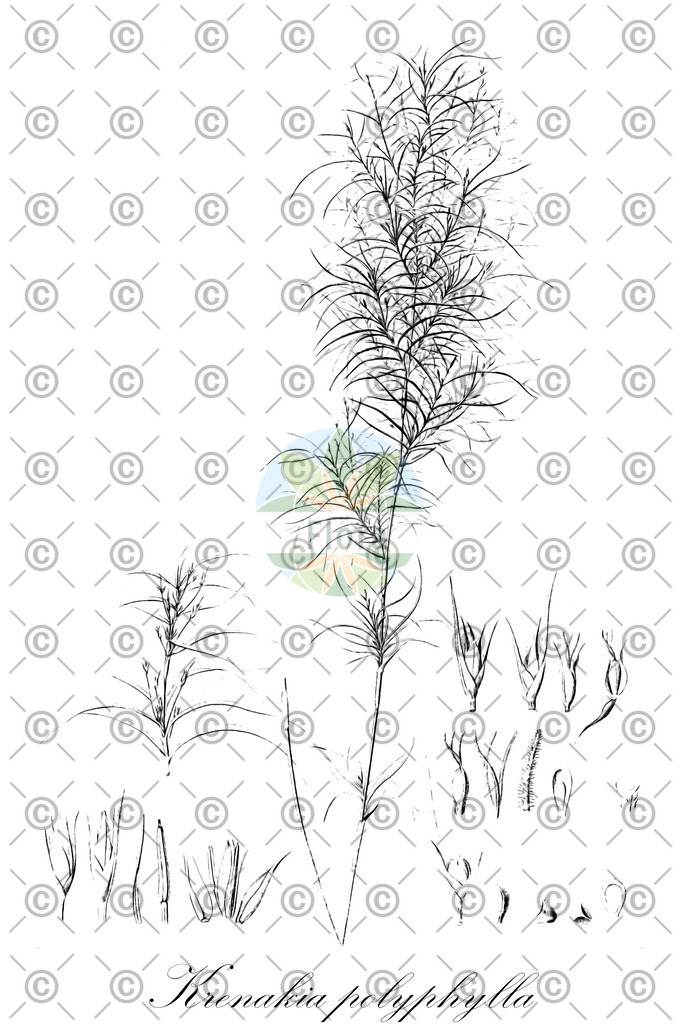 HistAbb_wfo-0000356622_1_ENZY_Simple | Historische Abbildung von Krenakia polyphylla - Cyperaceae | Historical Illustration of Krenakia polyphylla - Cyperaceae