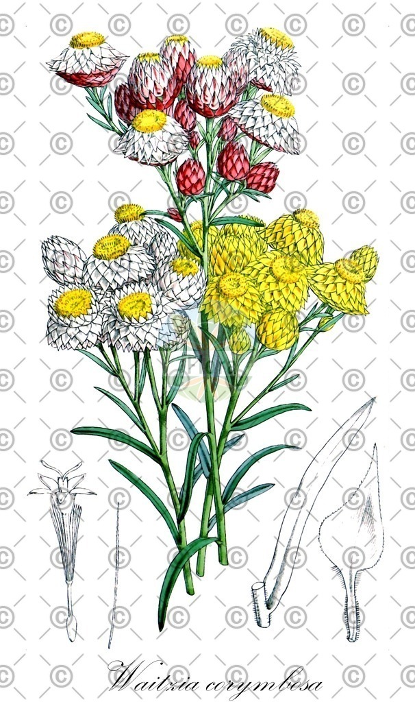 HistAbb_wfo-0000333797_1_ENZY_Simple | Historische Abbildung von Waitzia corymbosa - Asteraceae | Historical Illustration of Waitzia corymbosa - Asteraceae