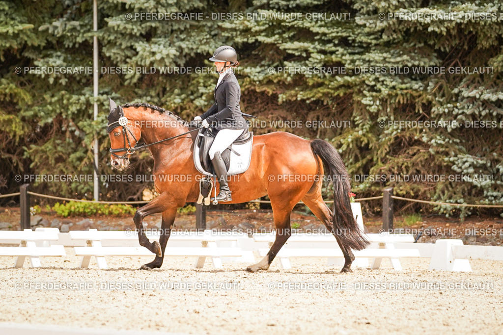 DSC01691 | Pferdegrafie